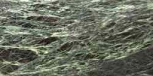 Spider Green Marble Slabs