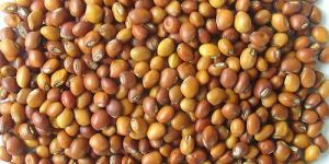 Pigeon Pea