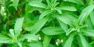 Stevia Plants