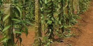 Vanilla Plants