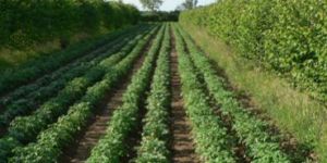 Agroforestry Services