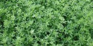 Medicinal Herbal Farming Consultant