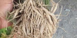 Nepali Shatavari Plant