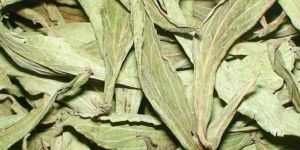 Stevia Leave