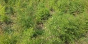 Yellow Shatavari Nepali Plant