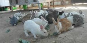 Rabbit Farming Training