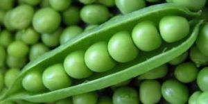 Fresh Green Peas