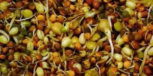 Sprouted Moong Daal