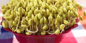 Sprouted Soybean