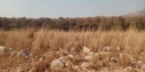 CORBETT ELEPHANT SAFARI TOUR 2 NIGHT PACKAGE  2500/- PER PERSON PER NIGHT