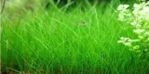 Dwarf Hair Grass
