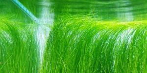 Eleocharis Vivipara Tall Hair Grass