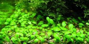 Glossostigma Elatinoides