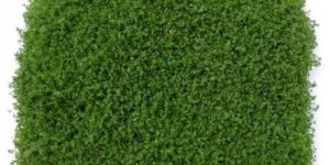 Hemianthus Callitrichoides Cuba