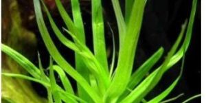 Heteranthera Zosterifolia Star Grass