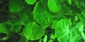 Hydrocotyle Leucocephala