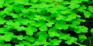 Hydrocotyle Tripartita