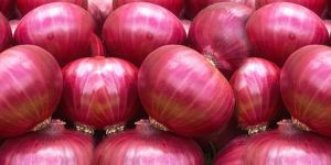 Fresh Red Onions