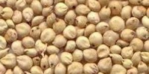 Sorghum Seeds