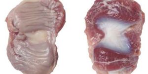 Frozen Chicken Gizzards