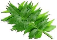 Neem Powder