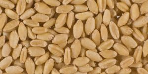 Wheat Seeds