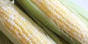 Raw Corn