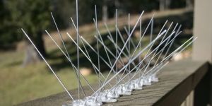 Bird Spikes