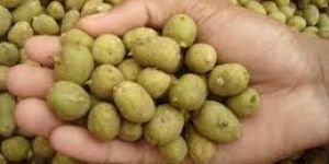 Kufri Jyoti Potato Seed