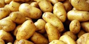 Kufri Pukhraj Seed Potato