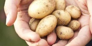 Potato Seed