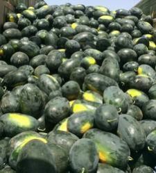 Suagr King Watermelon