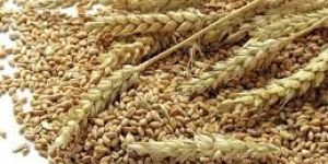 Wheat Seeds