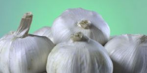 Garlic