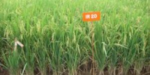 IR-20 Rice