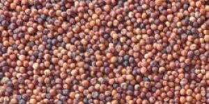 Ragi Seeds