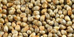 Pearl Millet