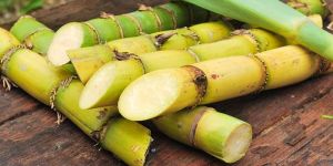Fresh Sugarcane