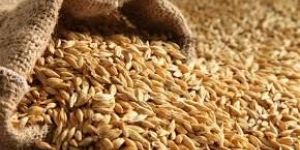Barley Grains