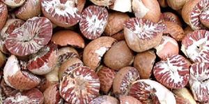 Betel Nut