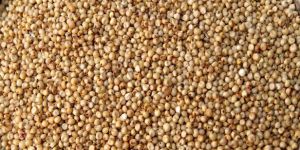 Sorghum Seeds