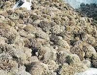 Empty Fruit Bunch Shredder