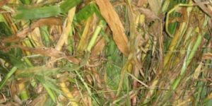 Maize Straw Shredder