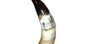 Water Buffalo Horn
