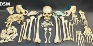 Original Human Disarticulated Skeleton