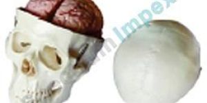Skull Model