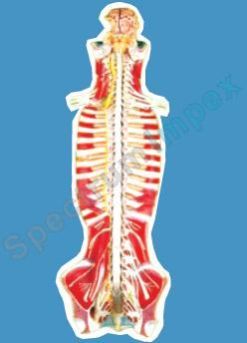 Spinal Cord Model