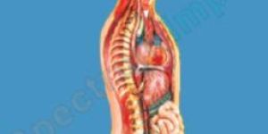 Sympathetic Nervous System Model
