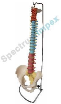 VERTIBRAL COLUMN WITH PELVIS Model