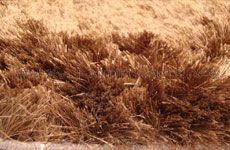 Polyester Shaggy Rugs